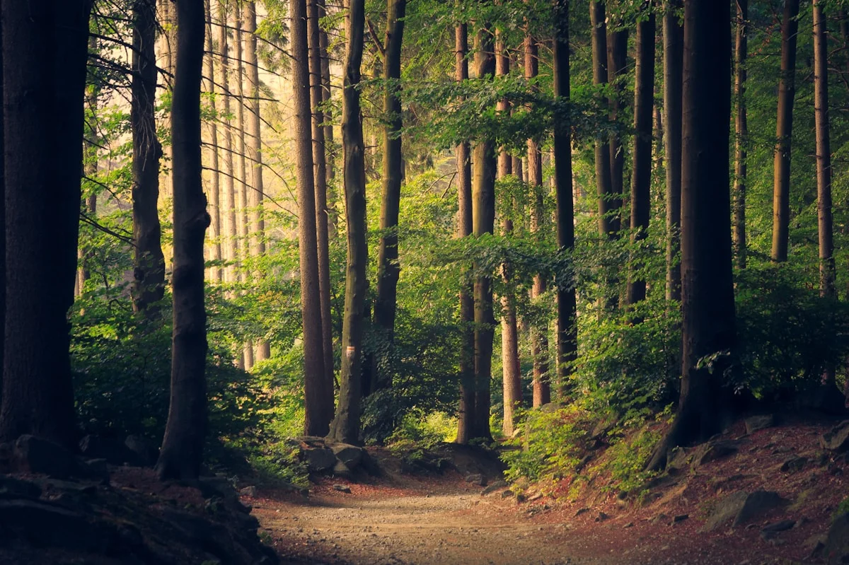 Forêt verdoyante traversée par la lumière du soleil